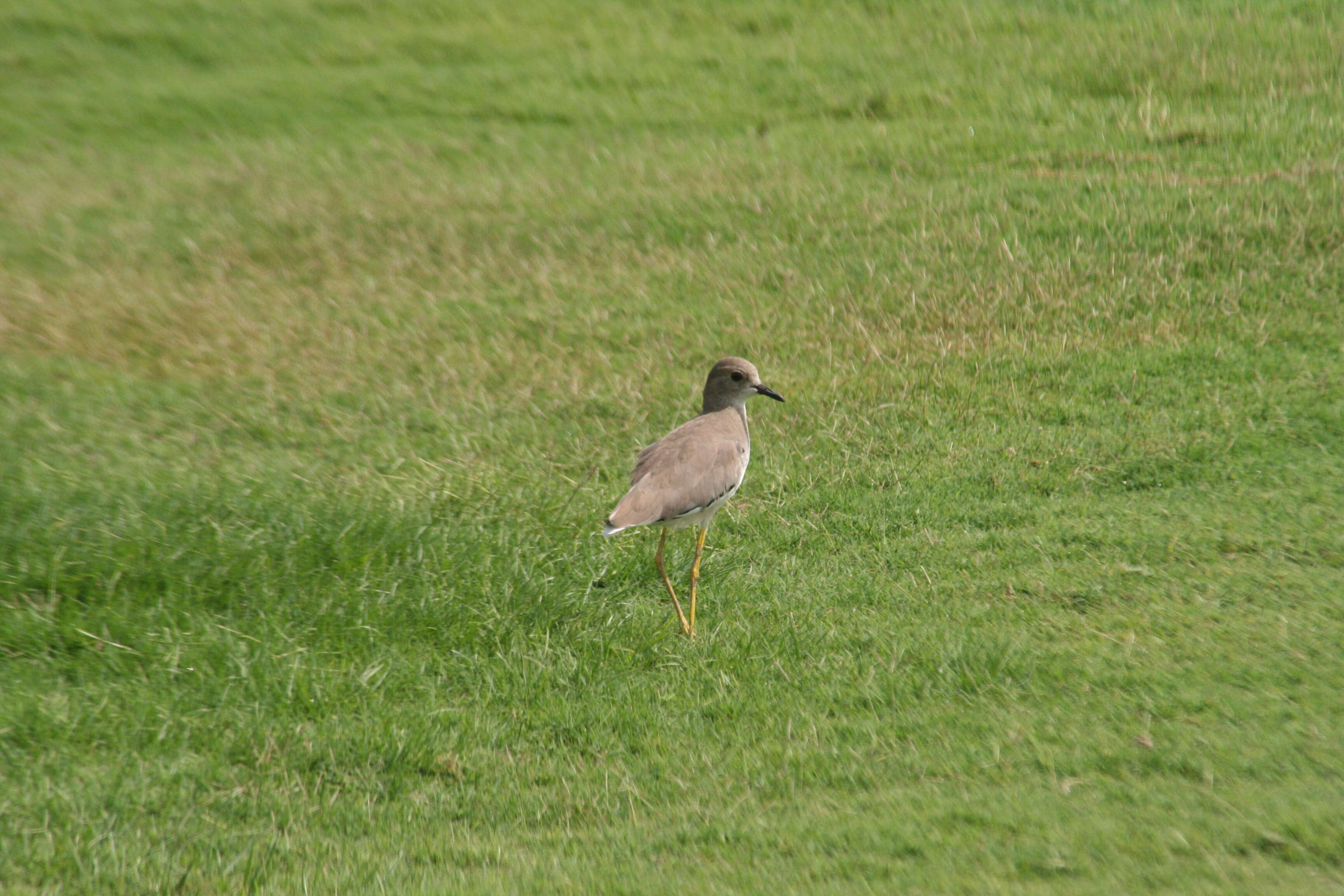 Image of White-tailed Lapwing