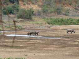 Image of Black Rhinoceros