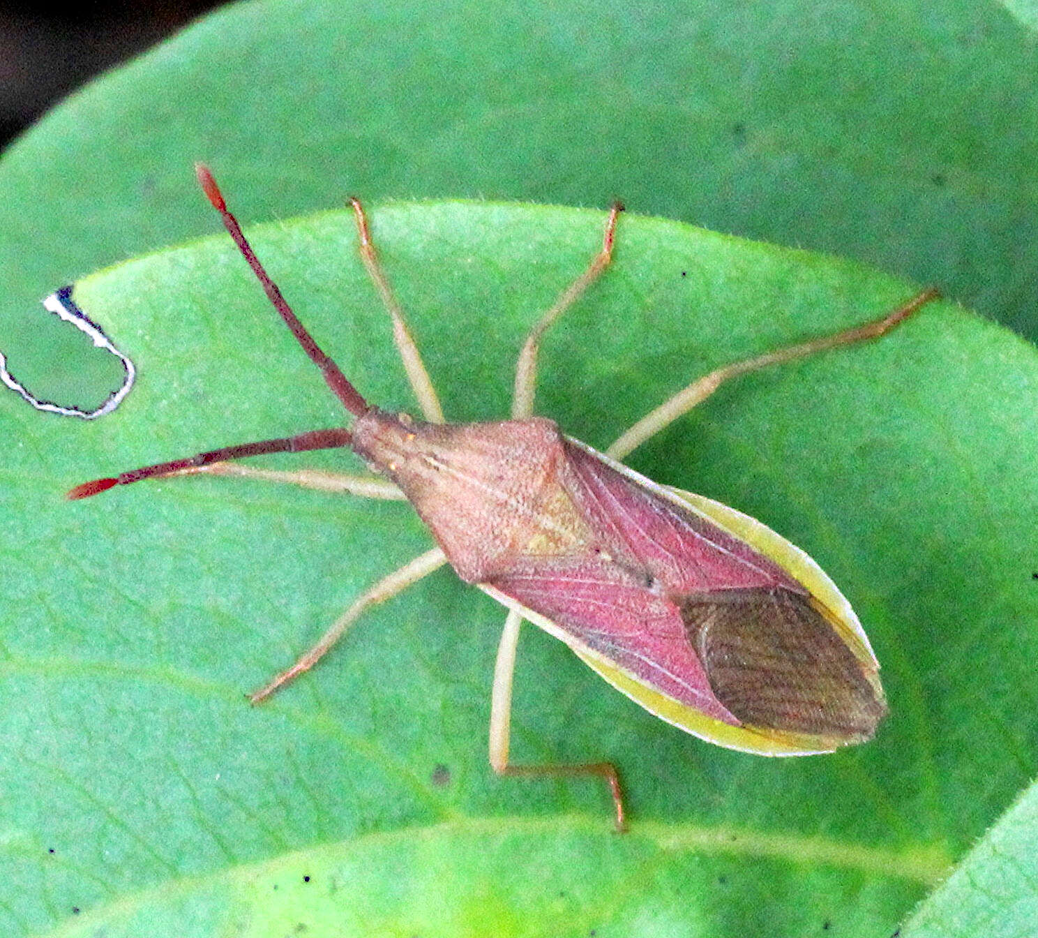 Image of Homoeocerus (Tliponius) indus Distant 1918