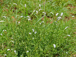 Image of Heliotropium steudneri Vatke