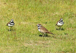 Image of Charadrius Linnaeus 1758