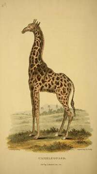 Image of Giraffe