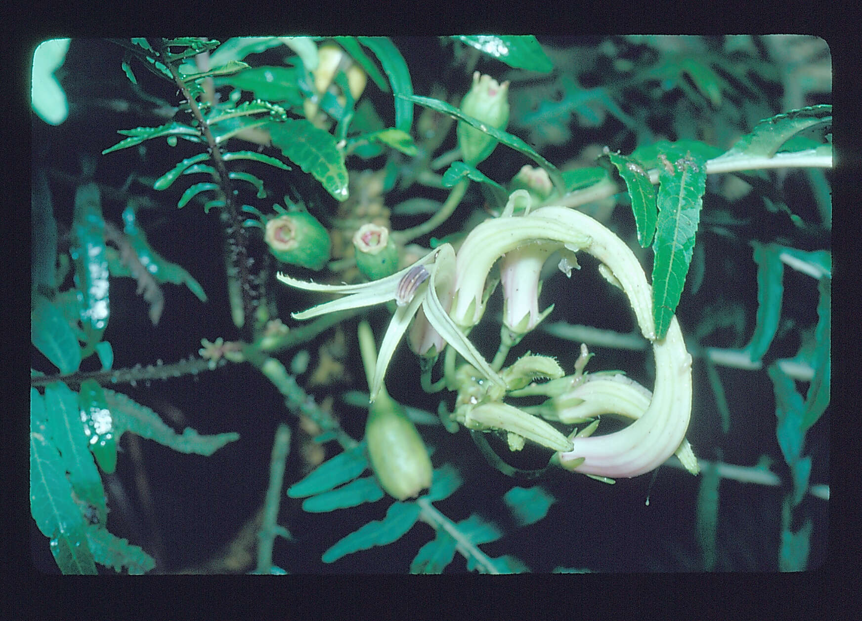 صورة Cyanea grimesiana subsp. obatae (H. St. John) Lammers