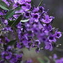 Image of Lilac Mint-bush