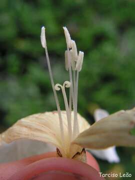 Image of Cordia superba Cham.