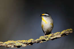 Image of pardalotes