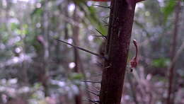 Image of Bactris acanthocarpa Mart.