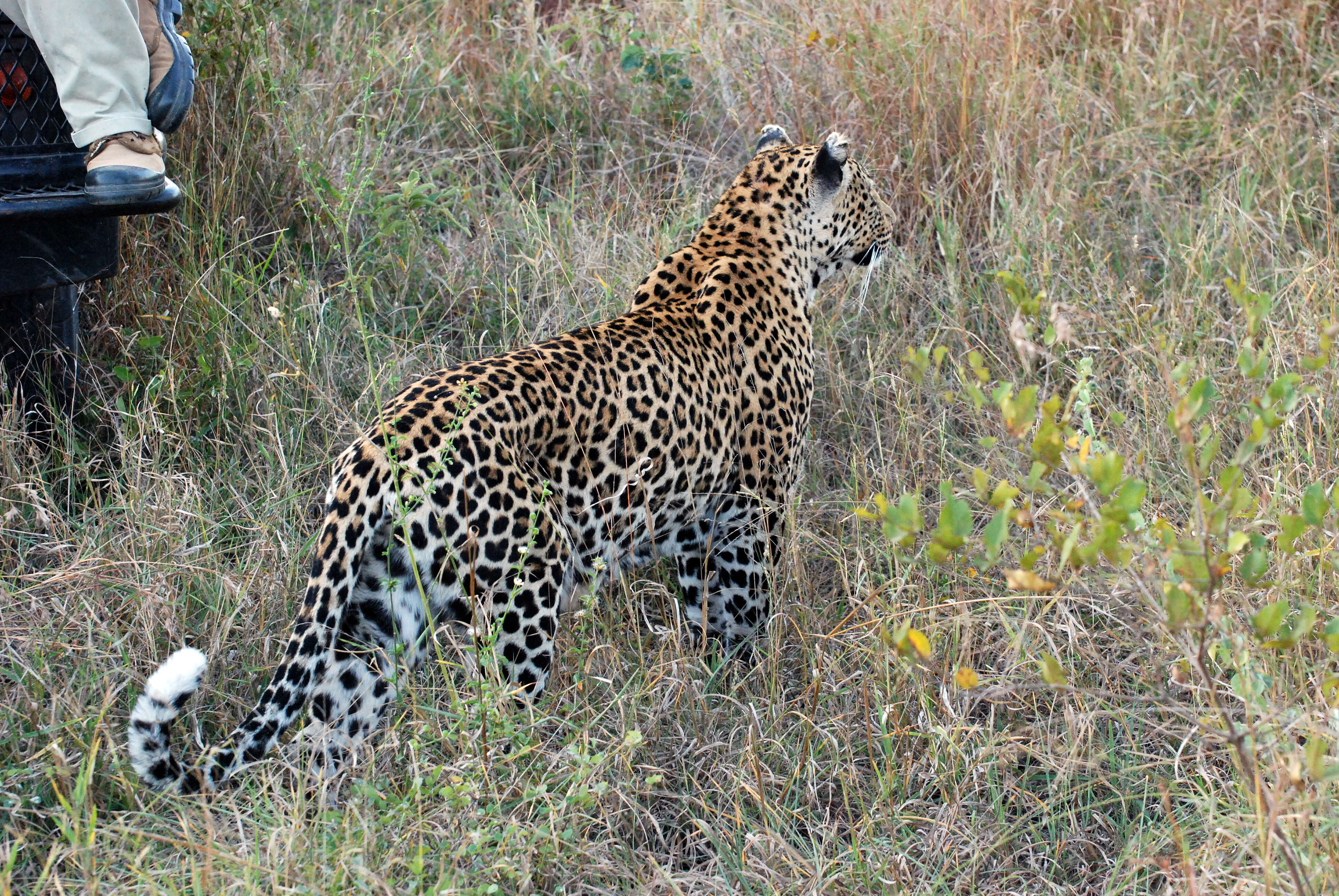 Image of Leopard