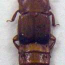 Image of Brachypeplus rubidus