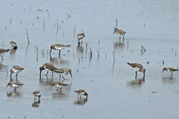 Image of Calidris Merrem 1804