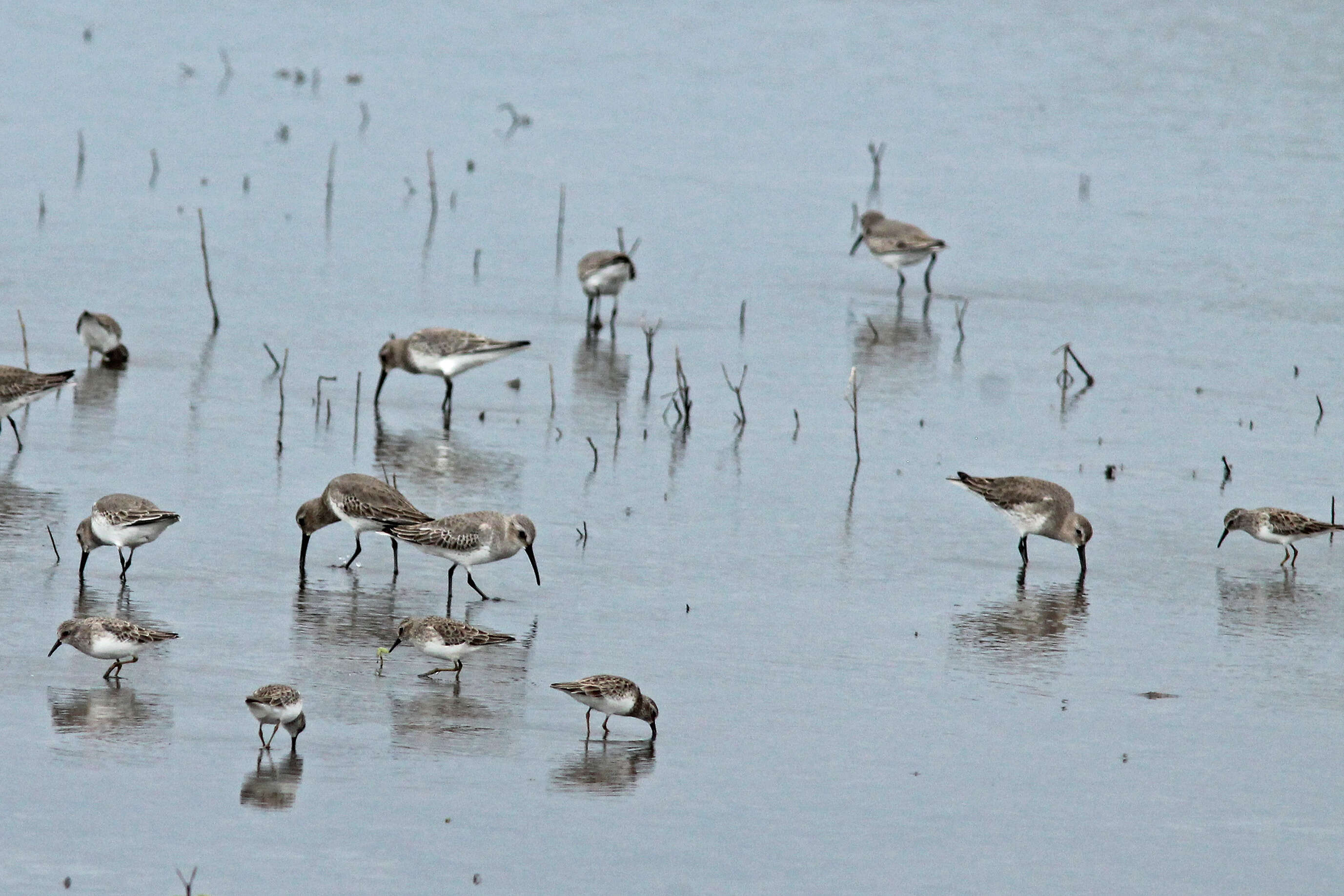 Image of Calidris Merrem 1804