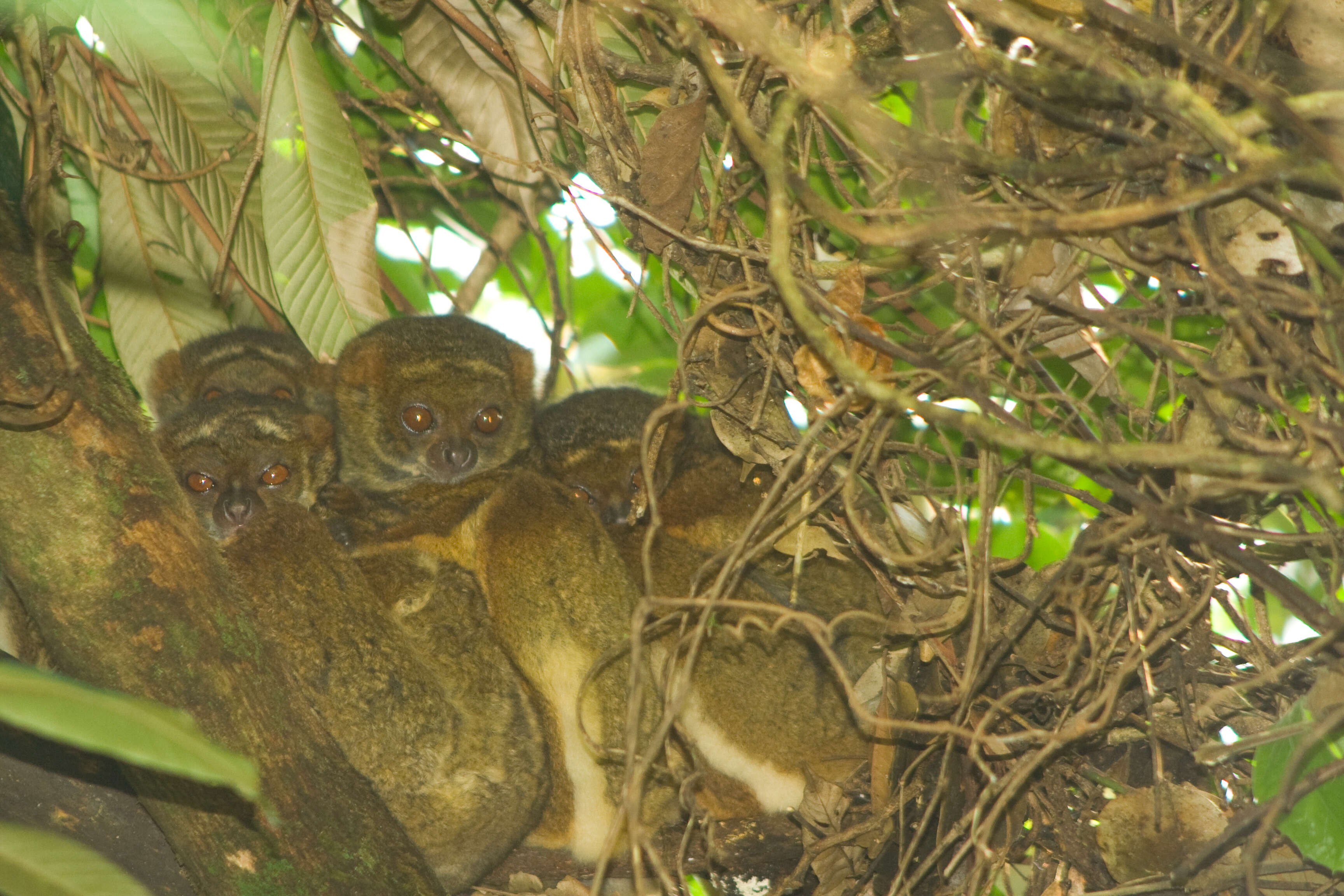 Image of Woolly Lemur