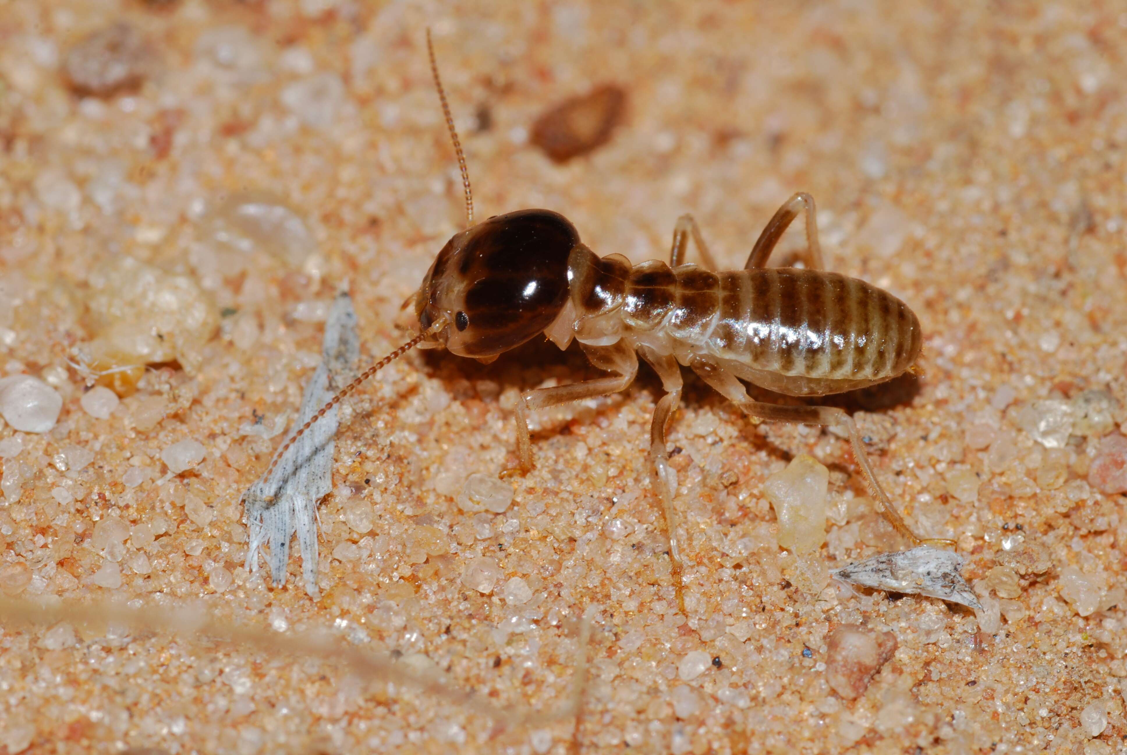 Image of harvester termites