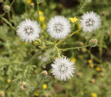 Image of sticky groundsel