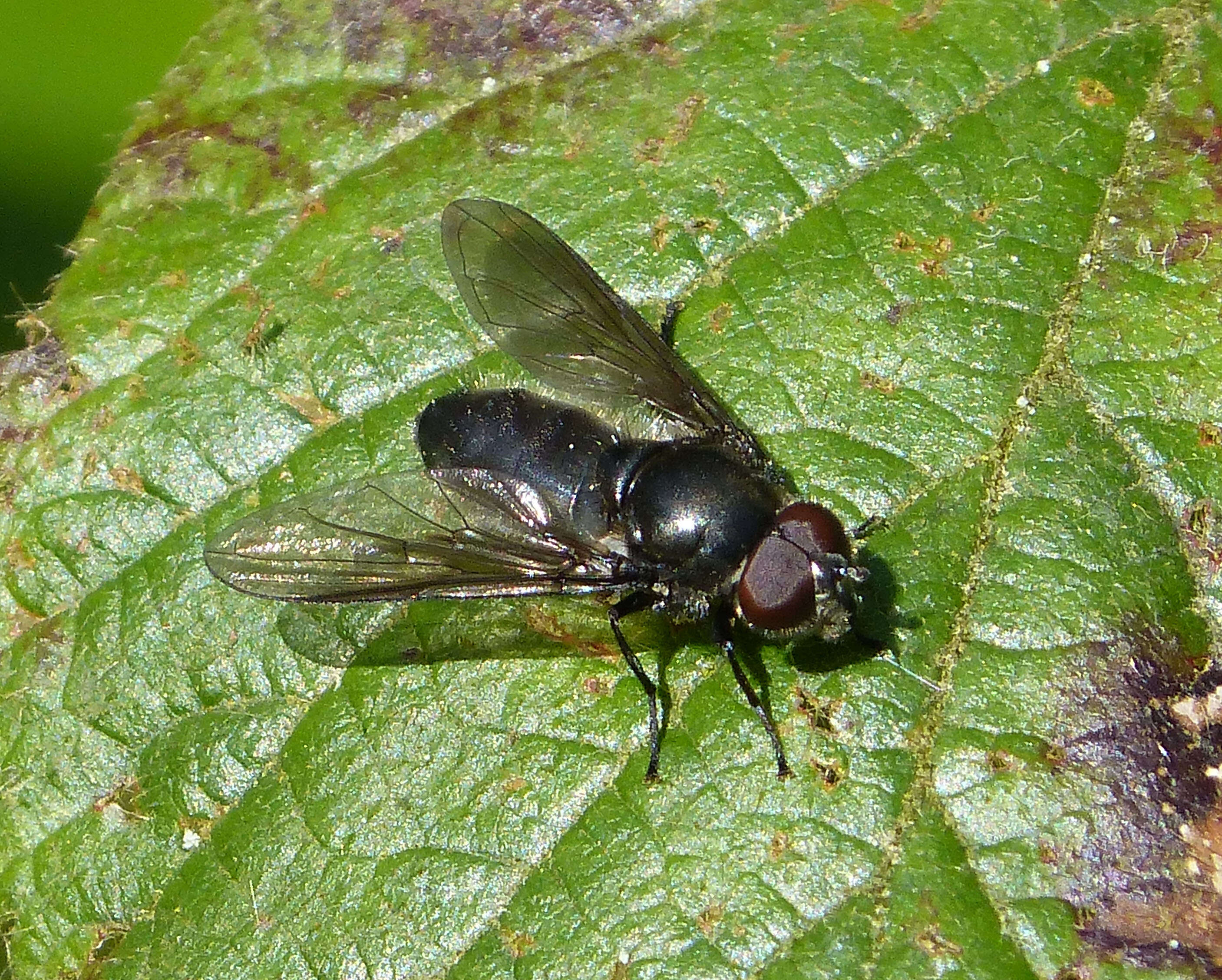 Image of hoverfly