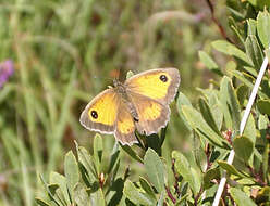 Image of hedge brown