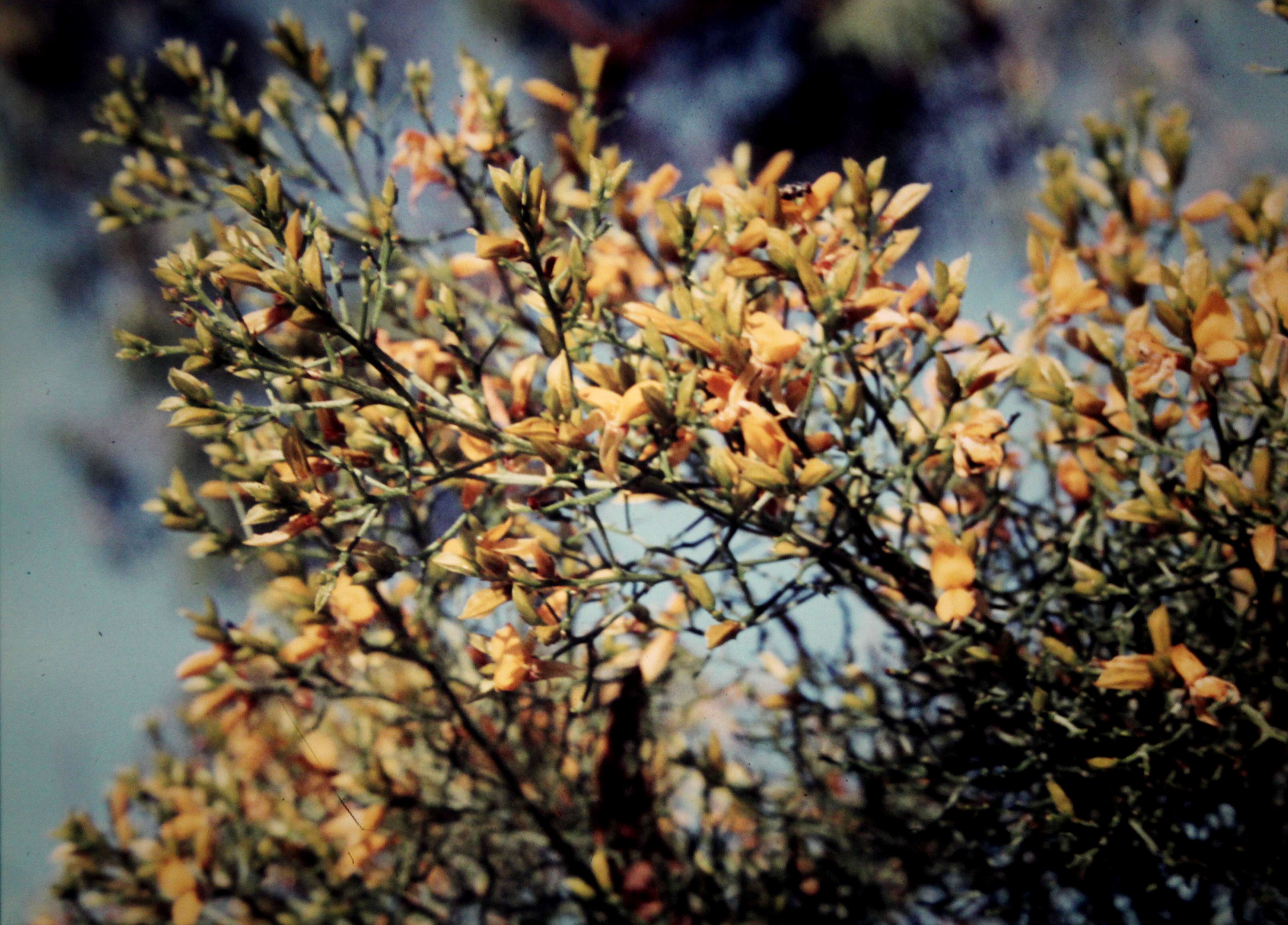 Image of Jacksonia ramosissima Benth.