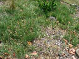 Image of seashore dropseed