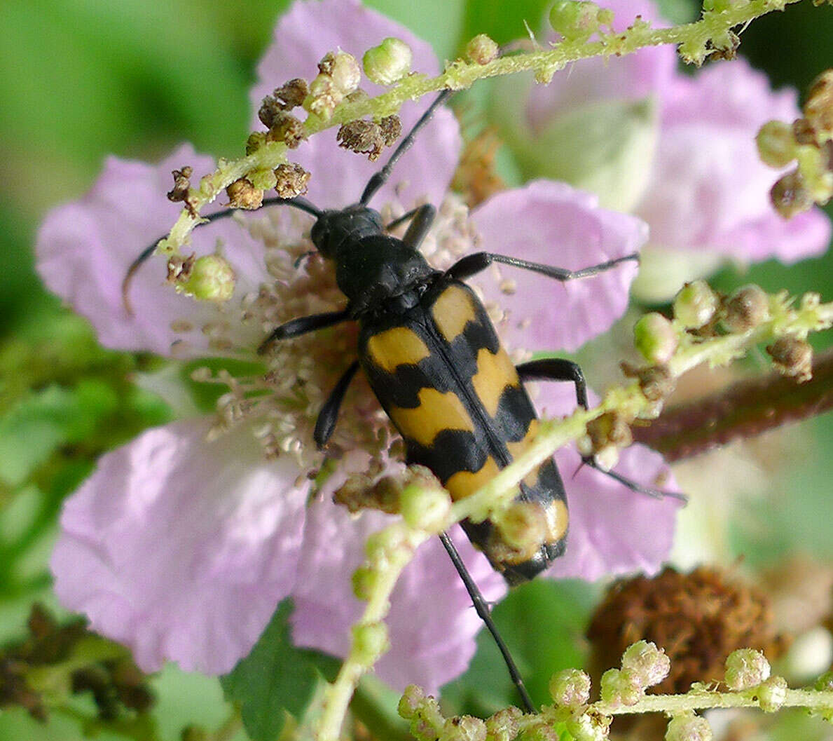 Image of Leptura quadrifasciata Linné 1758