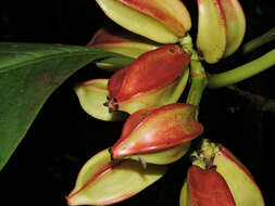 Image of Chrysochlamys grandifolia (L. O. Williams) B. E. Hammel