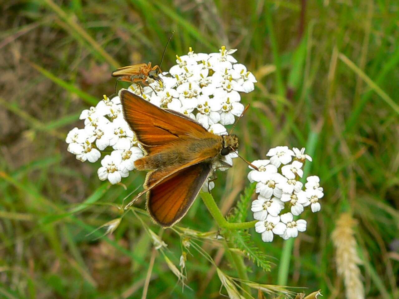 Image of small skipper