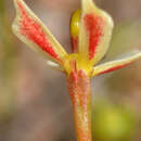 Image of Stylidium exappendiculatum (Lowrie & Carlquist) Wege