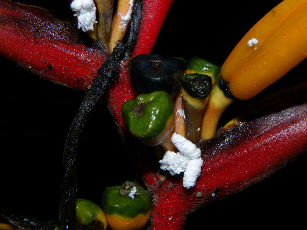 Image of Heliconia osaensis Cufod.