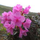 Image of Rhododendron myrtifolium Schott & Kotschy