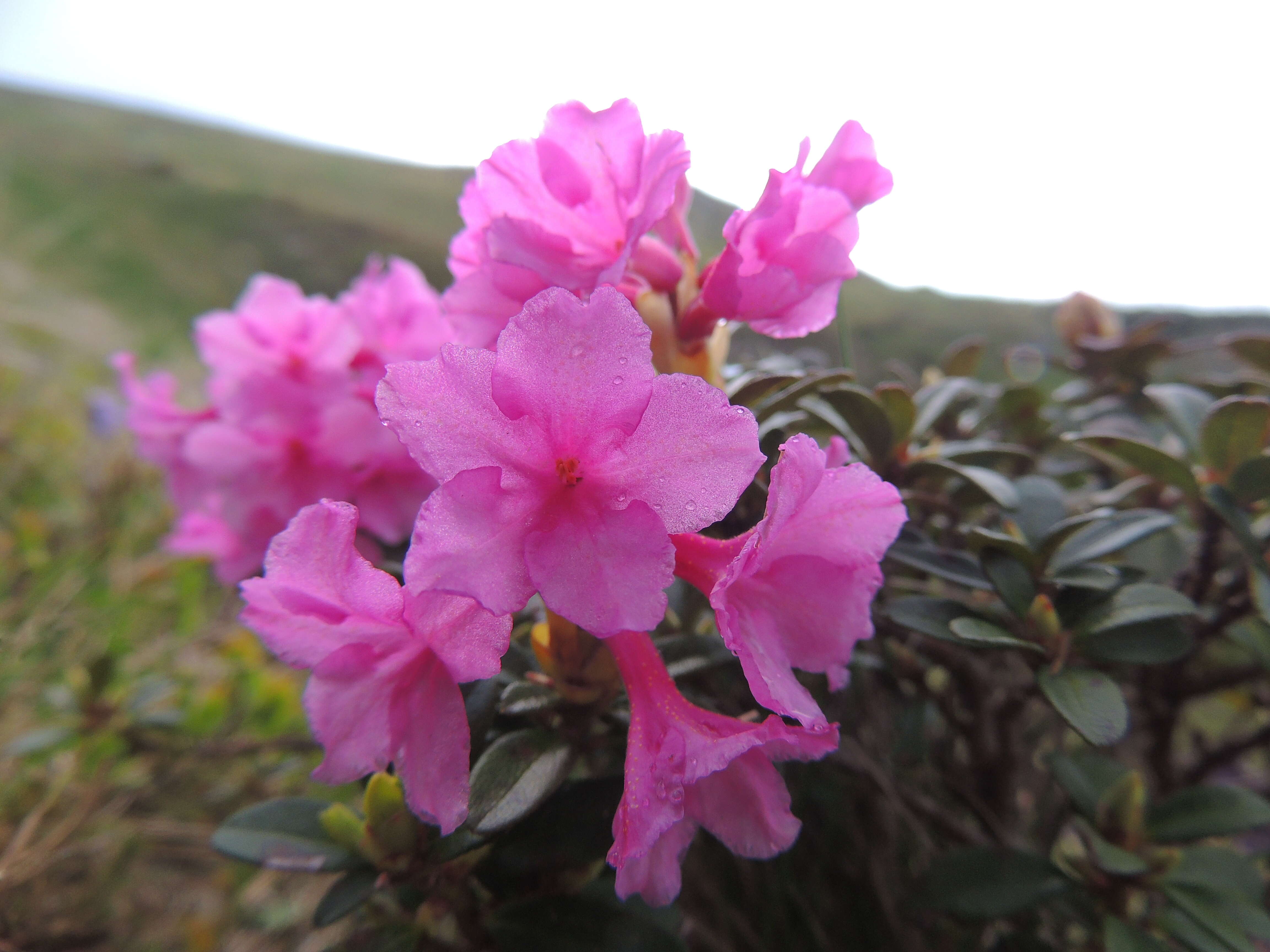 صورة Rhododendron myrtifolium Schott & Kotschy
