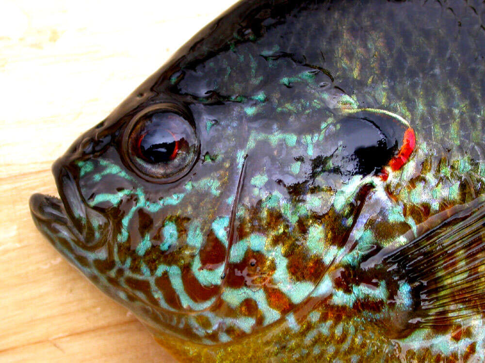 Image of Pumpkinseed