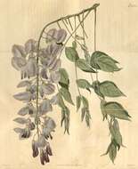 Image of wisteria