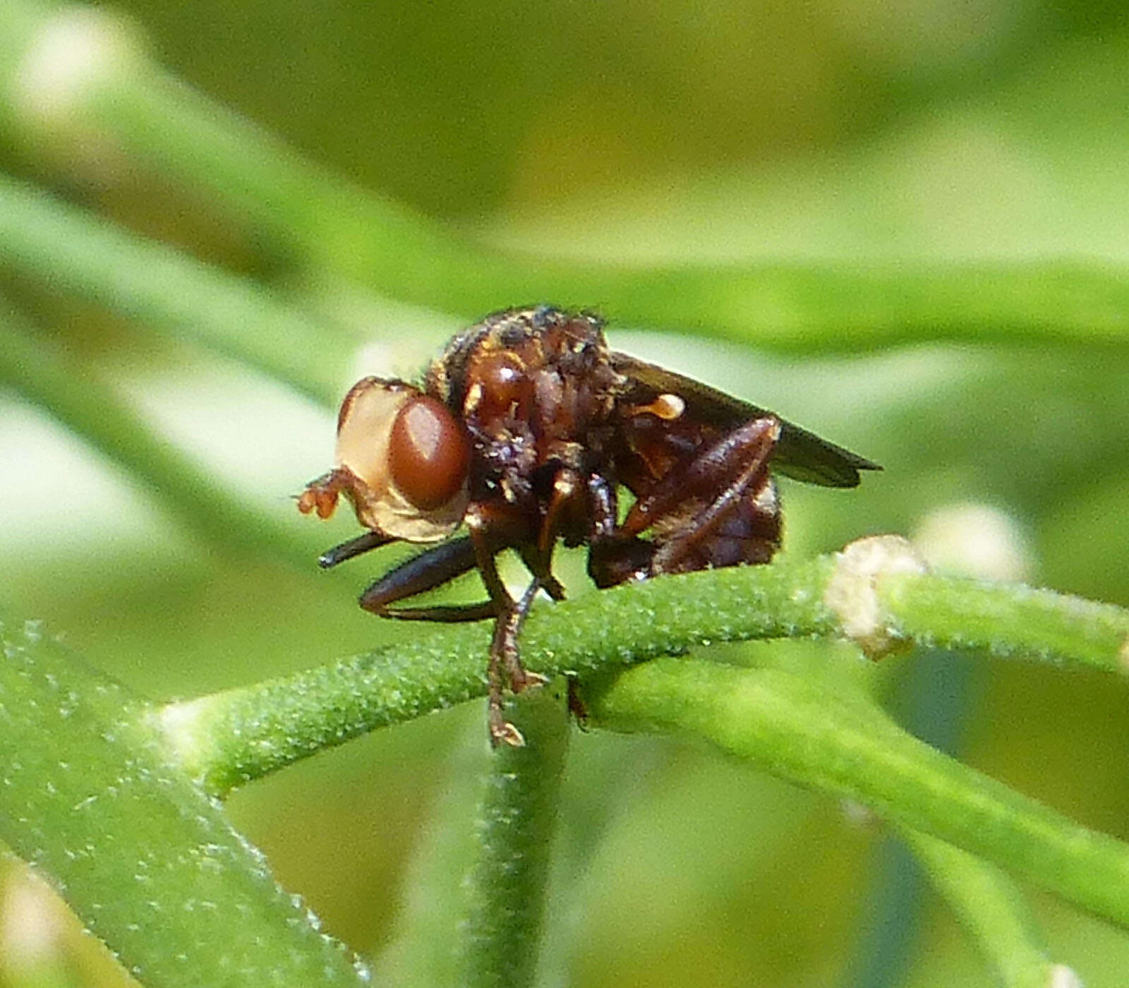 Image of Sicus ferrugineus (Linnaeus 1761)