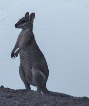 Image of Agile Wallaby