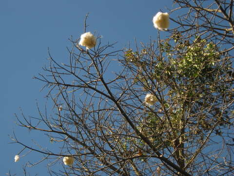 Image of Pink kapok tree