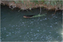 Image of beavers, gophers, kangaroo rats, pocket mice, and relatives