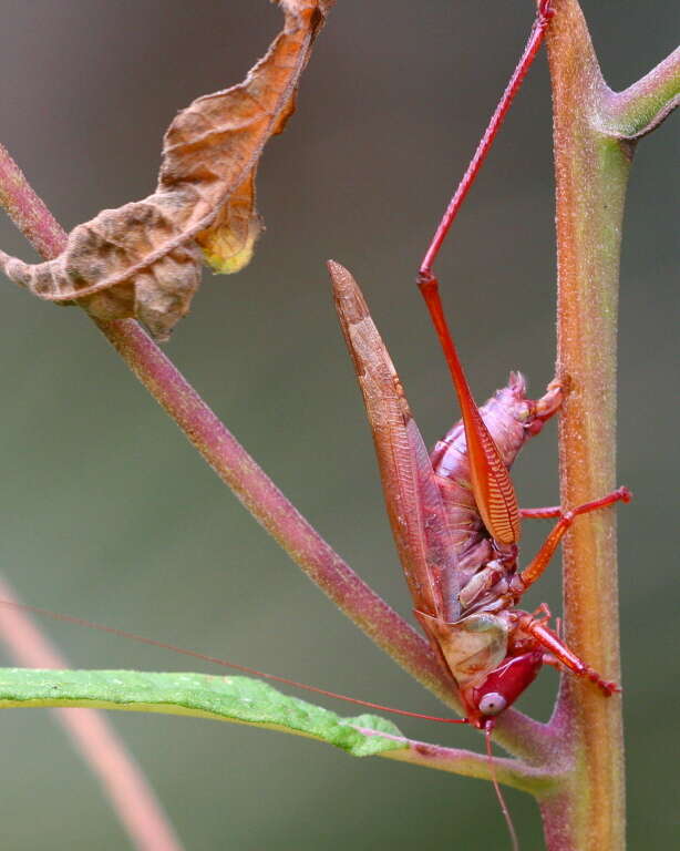 Image of Greater Meadow Katydids