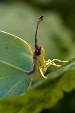 Imagem de Gonepteryx rhamni (Linnaeus 1758)