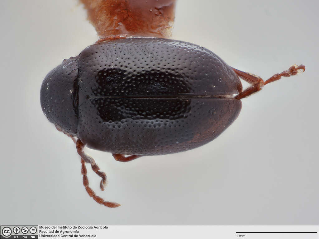 Image of <i>Gioia angularis</i>