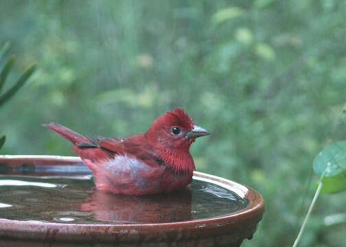 Image of Summer Tanager