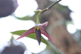 Image of Bulbophyllum cleistogamum Ridl.