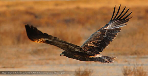 Image of Steppe Eagle