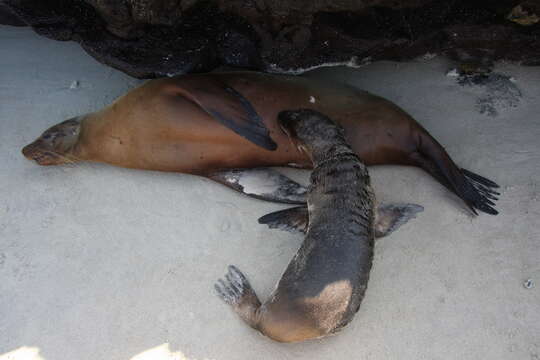 Image of Galapagos Sea Lion