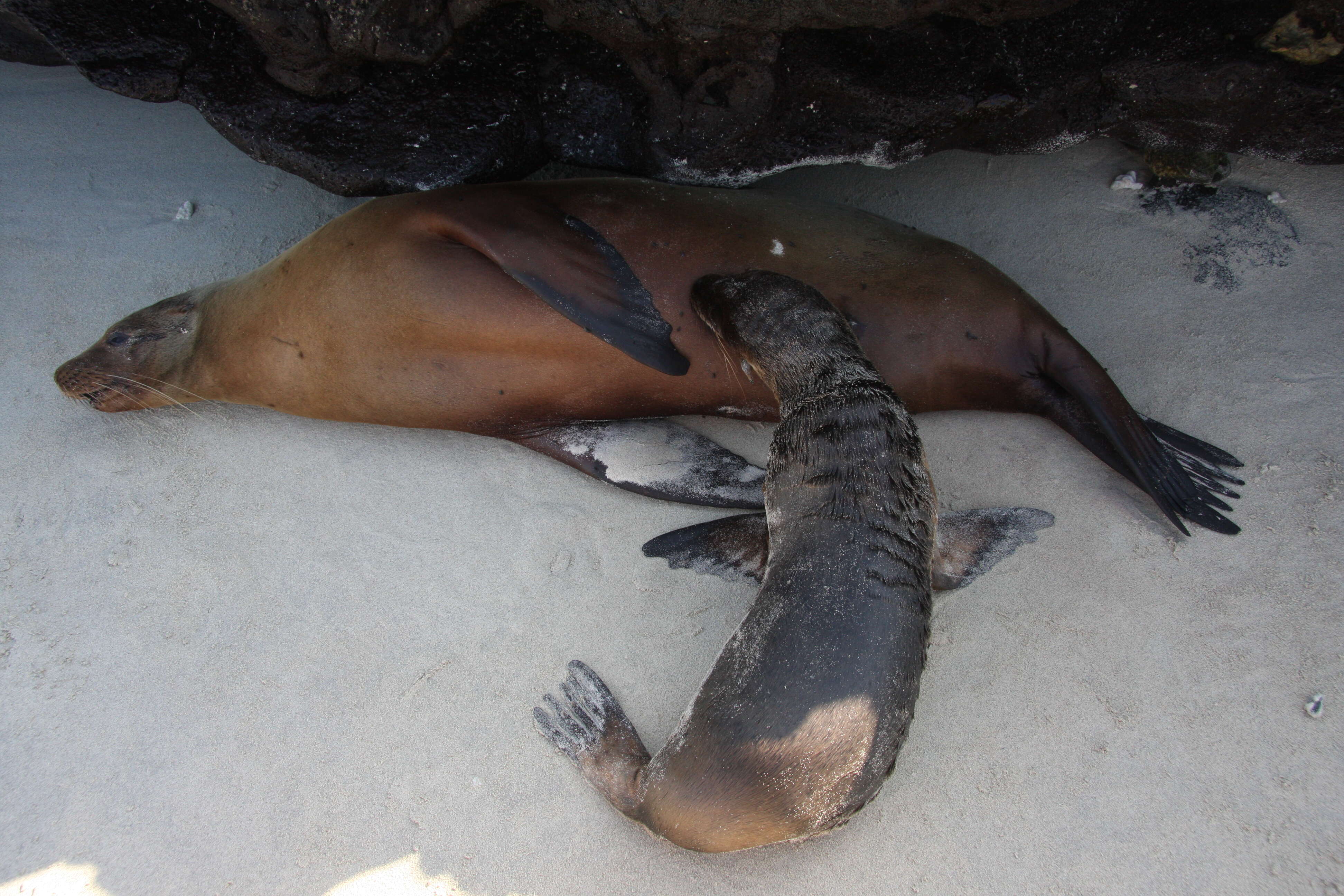 Image of Sea Lion