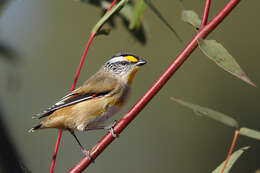 Image of Striated Pardalote