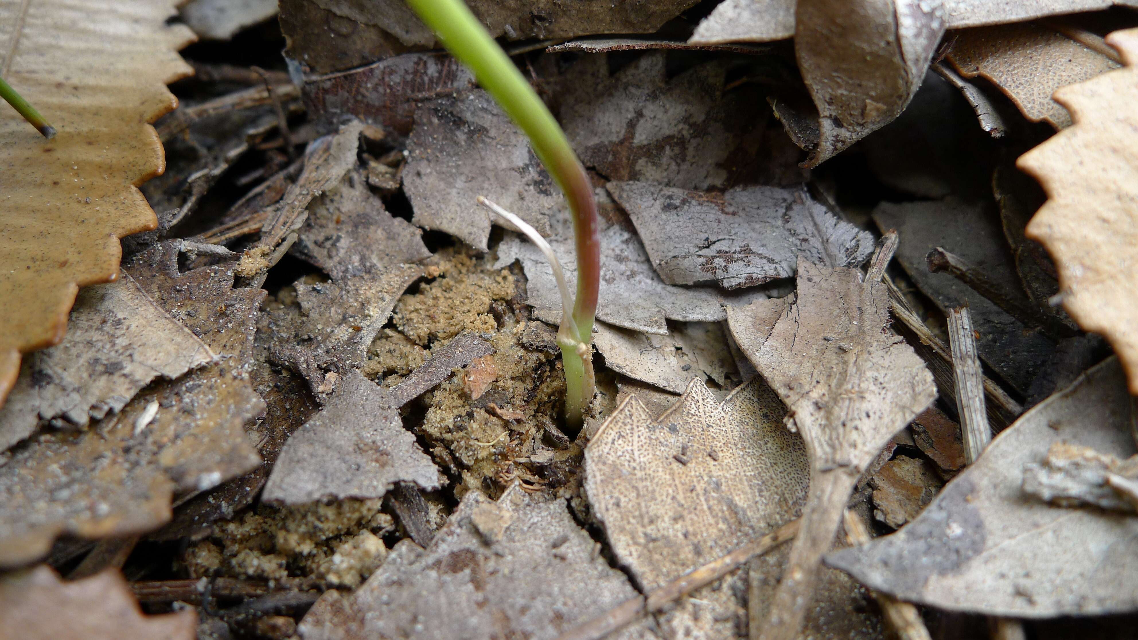 Image of Thysanotus virgatus Brittan