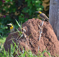 Image of Campo Flicker