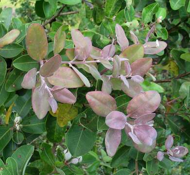 Image of 'ohi'a lehua