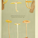 Image of Agaricus macilentus