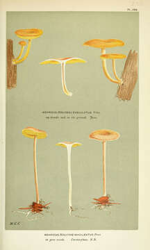 Image of Agaricus macilentus