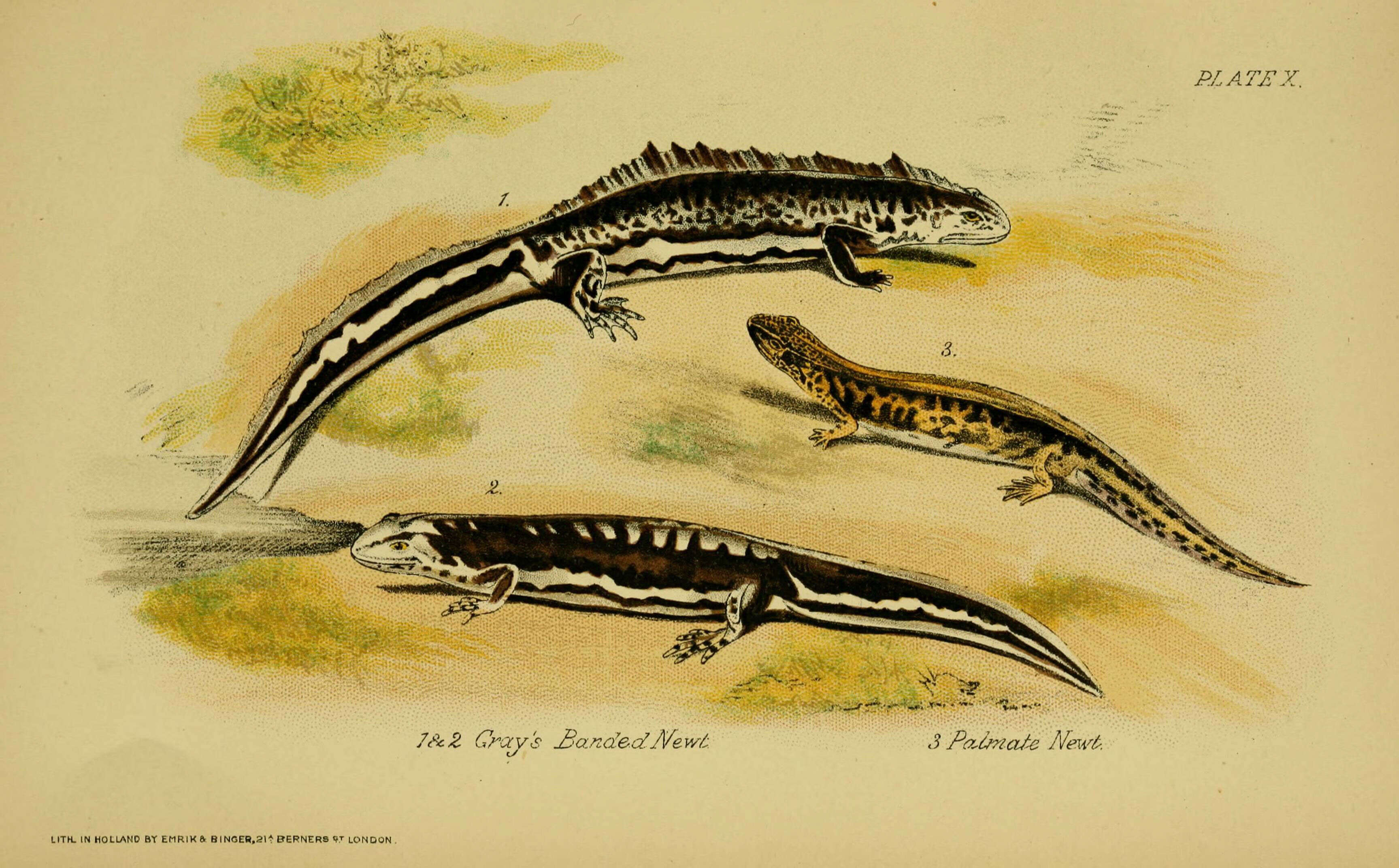 Image of Lissotriton Bell 1839